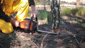 Best Hazardous Tree Removal  in Jeannette, PA