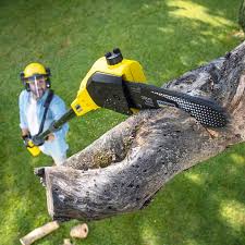 Best Lawn Renovation and Restoration  in Jeannette, PA