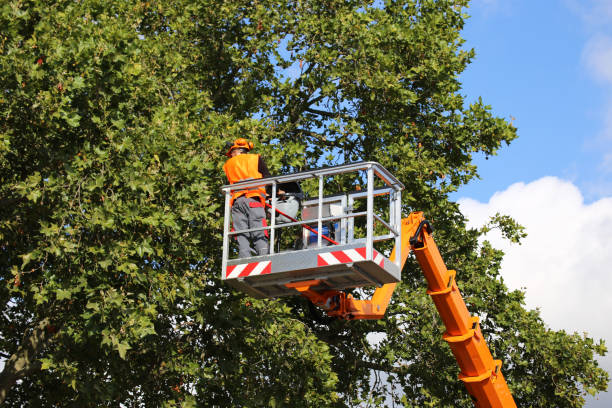 Trusted Jeannette, PA  Tree Services Experts