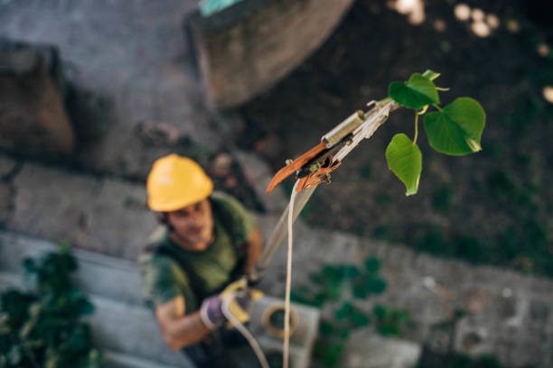 Best Tree Removal  in Jeannette, PA