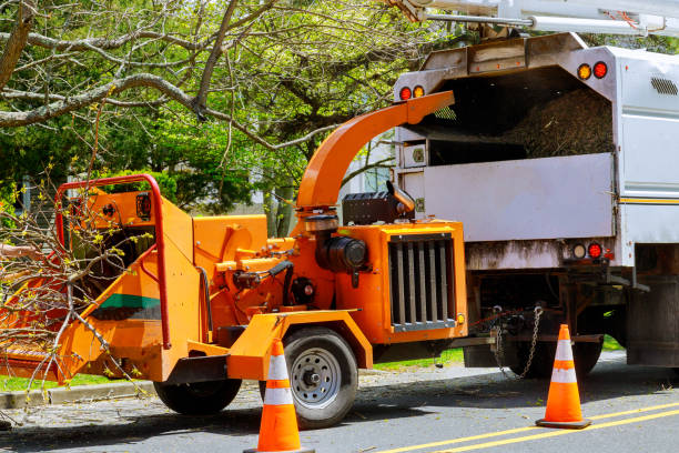 Best Emergency Tree Removal  in Jeannette, PA