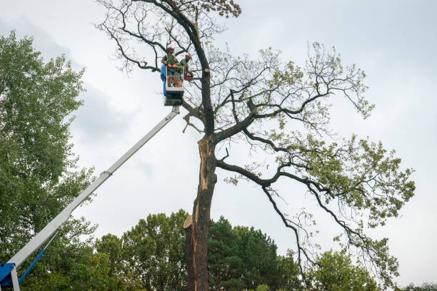 Best Commercial Tree Services  in Jeannette, PA