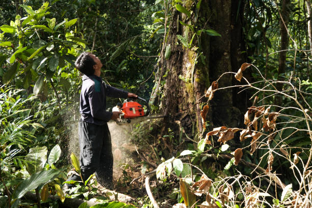 Tree and Shrub Care in Jeannette, PA