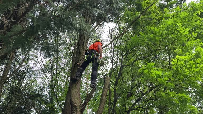 Why Choose Our Tree Removal Services in Jeannette, PA?