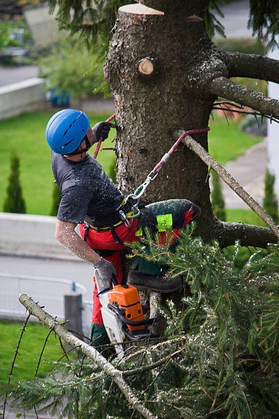 Best Grass Overseeding  in Jeannette, PA