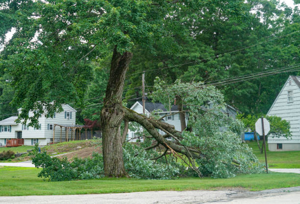 Best Tree Disease Treatment  in Jeannette, PA